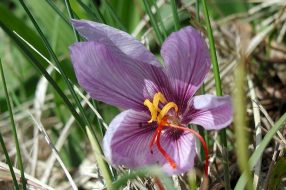 Saffron crocus flower