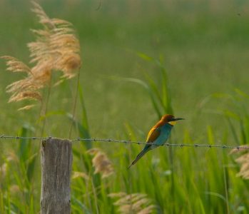 Bee eater