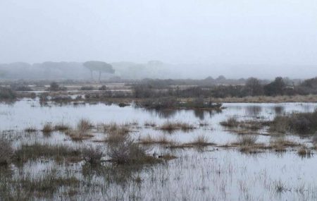 Maremma marsh