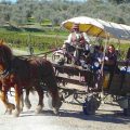 Excursions in Tuscany by horse and wagon